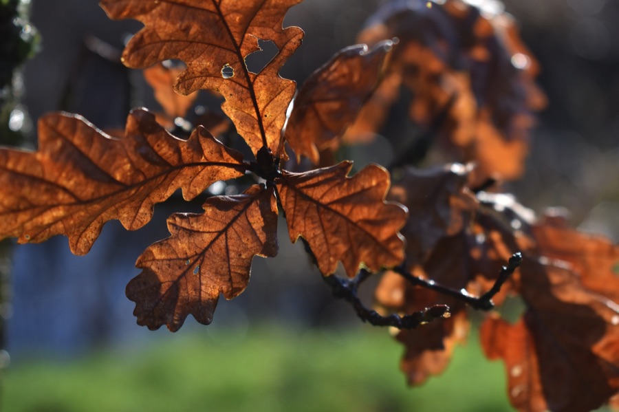 Autumn oak leaves